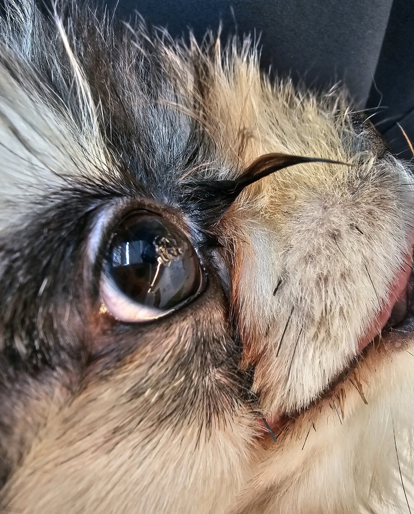 본문 이미지 - 퇴원 후 재진 시 회복된 반려견의 모습(로얄동물메디컬센터 제공) ⓒ 뉴스1