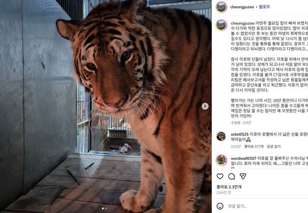 "20년 동안 고마웠어"…'호돌이 증손' 이호, 호랑이별로 떠났다