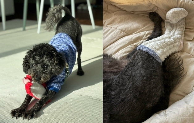 "롱다리 때문?"…모든 게 완벽한데 입양 신청 없는 푸들 '두유'