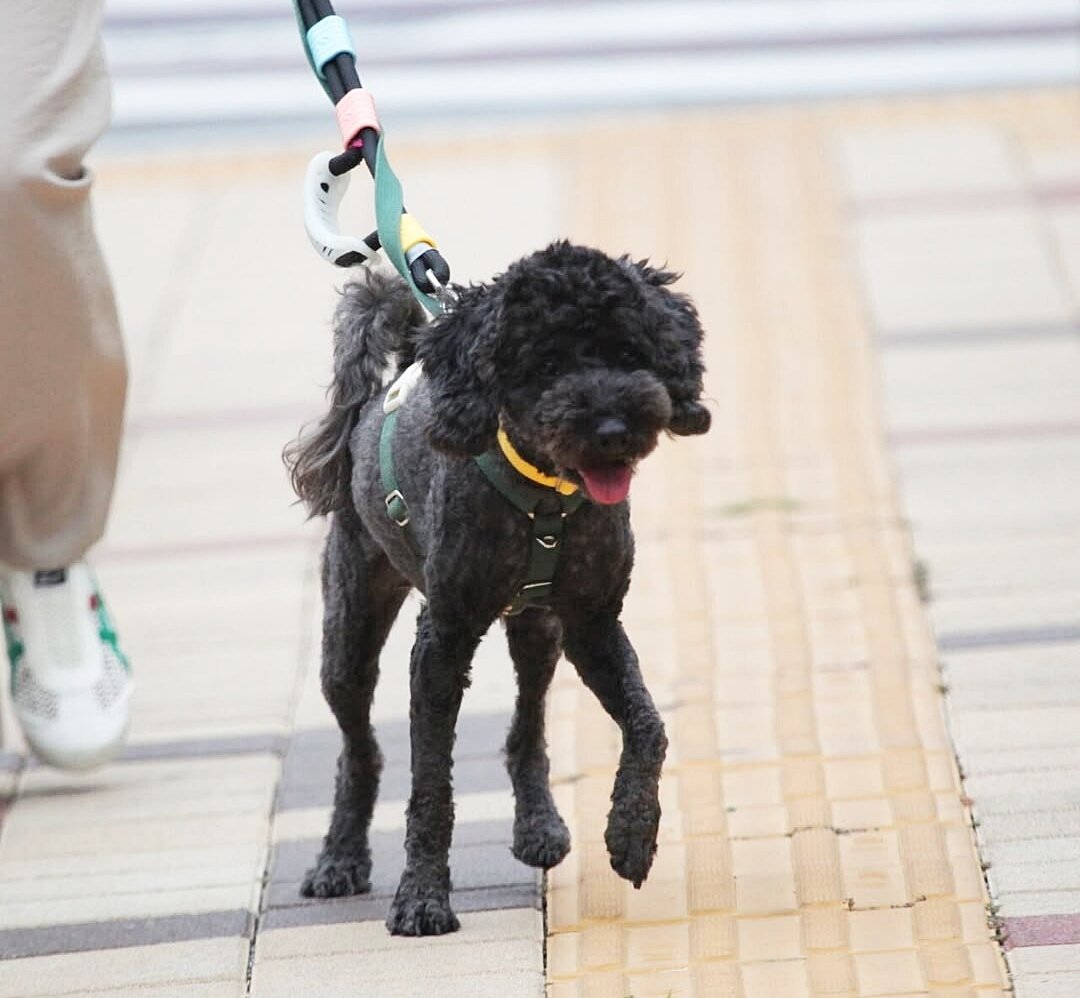 본문 이미지 - 산책 매너도 좋은 두유(동행 제공) ⓒ 뉴스1