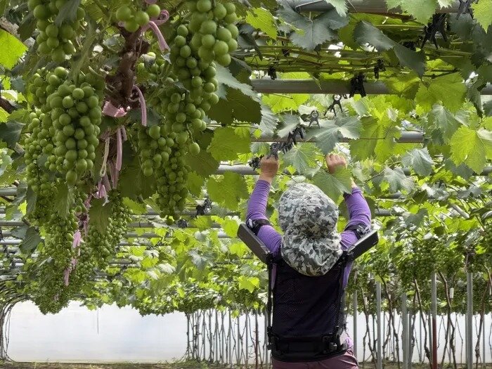본문 이미지 - 현대자동차·기아 로보틱스랩이 개발한 '엑스블 숄더'가 농업 현장에서 활용되는 모습. (현대차·기아 제공. 재판매 및 DB 금지) 2025.9.24/뉴스1