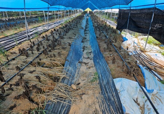 경기도, 지난해 재해 입은 친환경농가에 복구비 40% 추가지원