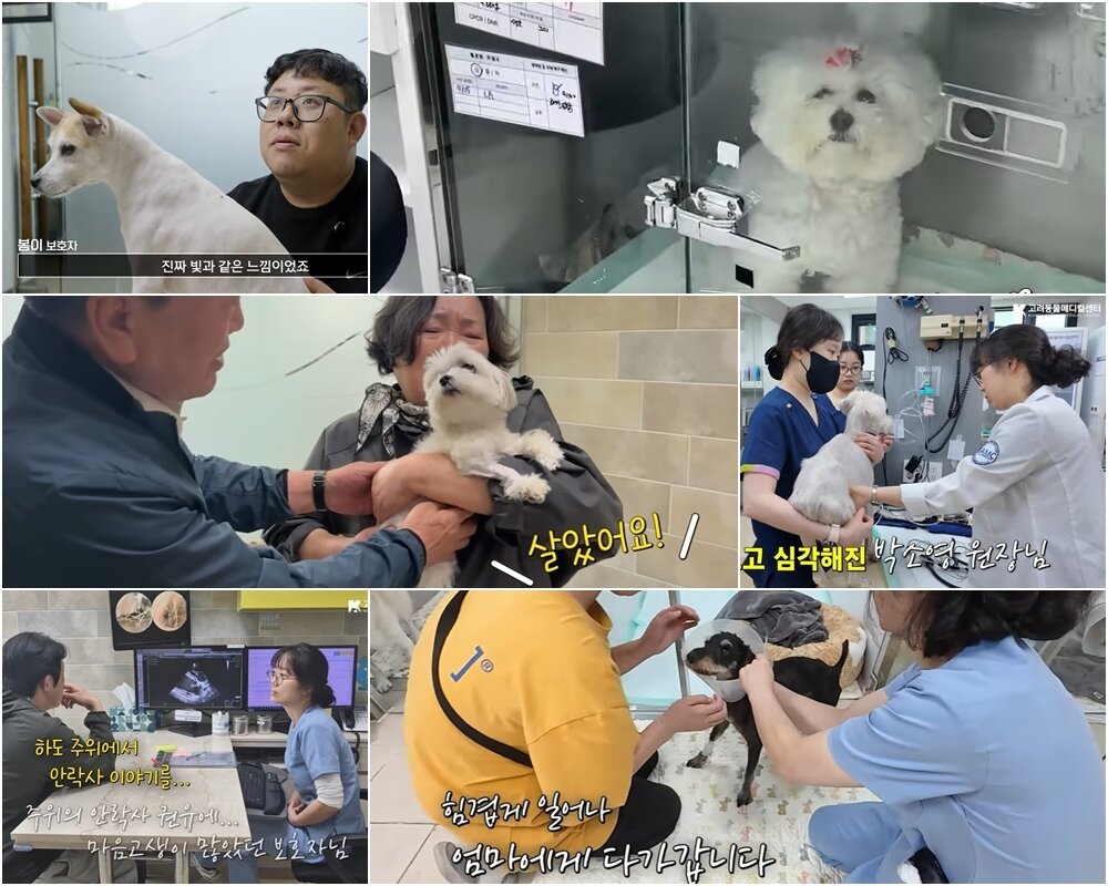 본문 이미지 - 난치성 장질환으로 전국 각지에서 고려동물메디컬센터를 찾아 치료를 마친 동물들(고려동물메디컬센터 유튜브 갈무리) ⓒ 뉴스1