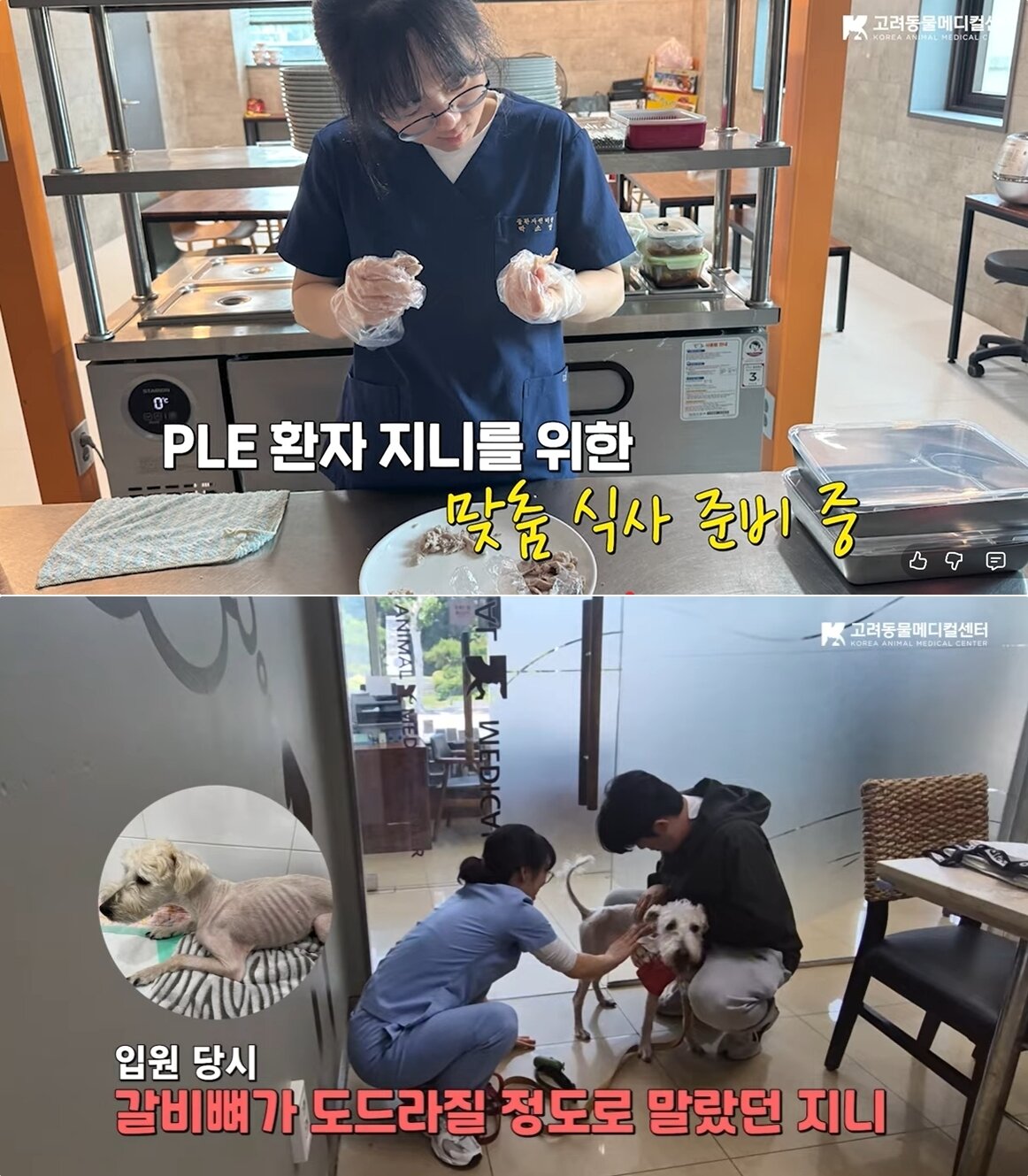 본문 이미지 - 맞춤형 식단을 통해 상태가 호전된 반려견 사례(고려동물메디컬센터 유튜브 갈무리) ⓒ 뉴스1