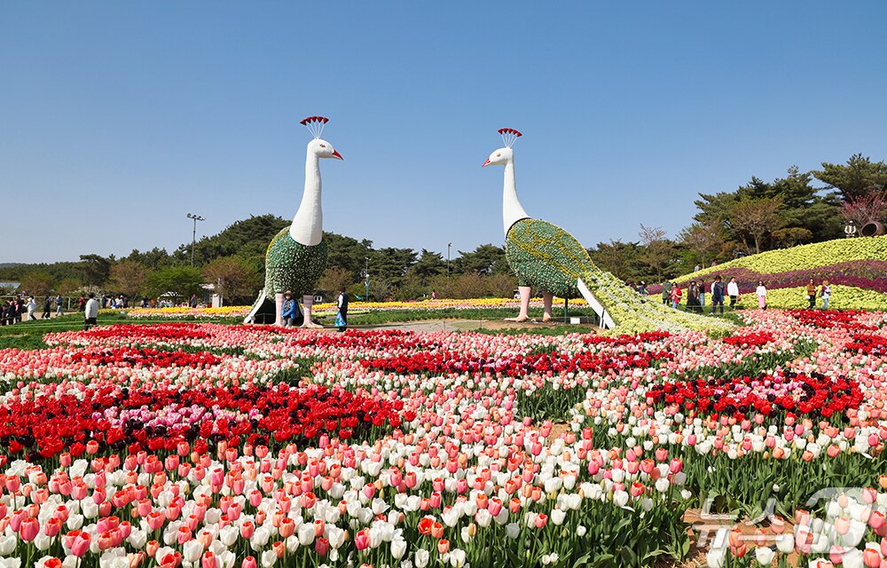 본문 이미지 - 지난 2023년 태안 세계튤립꽃박람회 모습(태안군 제공. 재판매 및 DB금지)2026.1.27/뉴스1