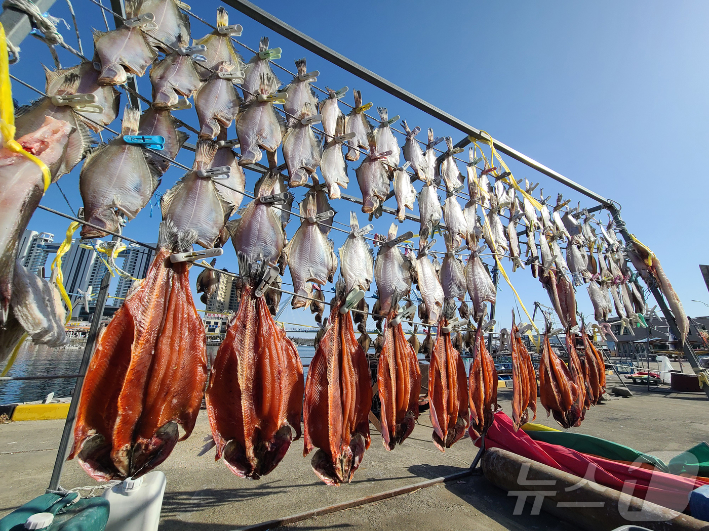 (속초=뉴스1) 윤왕근 기자 = 영하의 추위가 이어지는 강원 속초 대포항에서 어민들이 널어 놓은 생선이 햇볕에 말라가고 있다. 빨래집게로 생선을 집어 놓은 모습이 이채롭다.(속초시 …