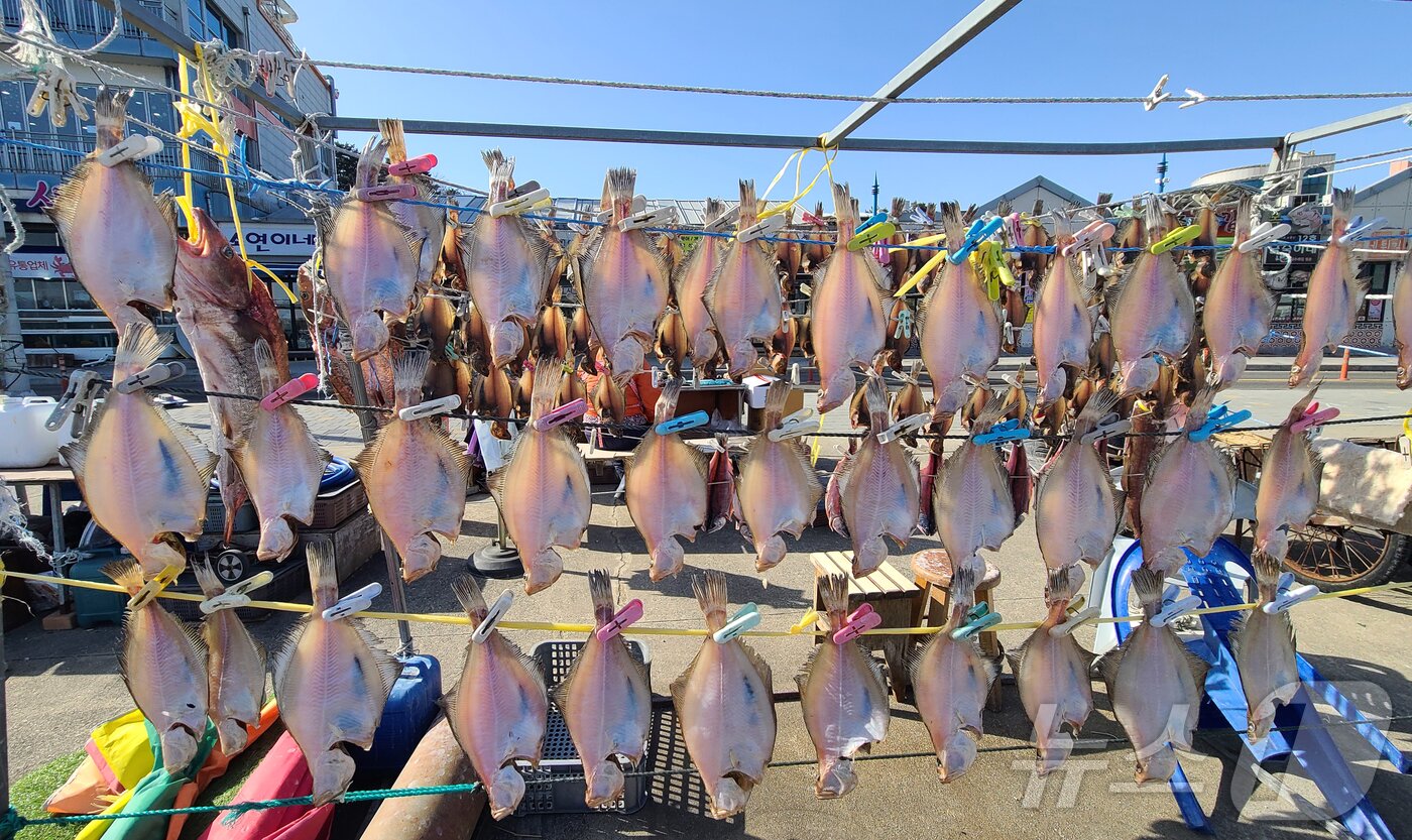 본문 이미지 - 영하의 추위가 이어지는 지난 27일 강원 속초 대포항에서 어민들이 널어 놓은 생선이 햇볕에 말라가고 있다. 빨래집게로 생선을 집어 놓은 모습이 이채롭다.(속초시 제공, 재판매 및 DB 금지) 2026.1.27/뉴스1 ⓒ News1 윤왕근 기자