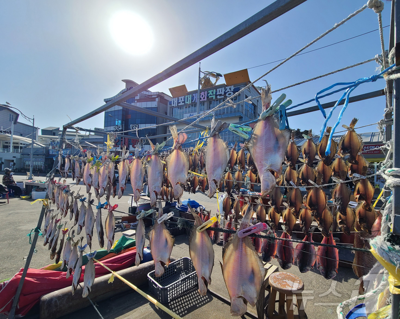 (속초=뉴스1) 윤왕근 기자 = 영하의 추위가 이어지는 강원 속초 대포항에서 어민들이 널어 놓은 생선이 햇볕에 말라가고 있다. 빨래집게로 생선을 집어 놓은 모습이 이채롭다.(속초시 …