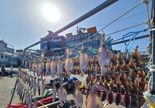 겨울볕에 널린 대포항 생선