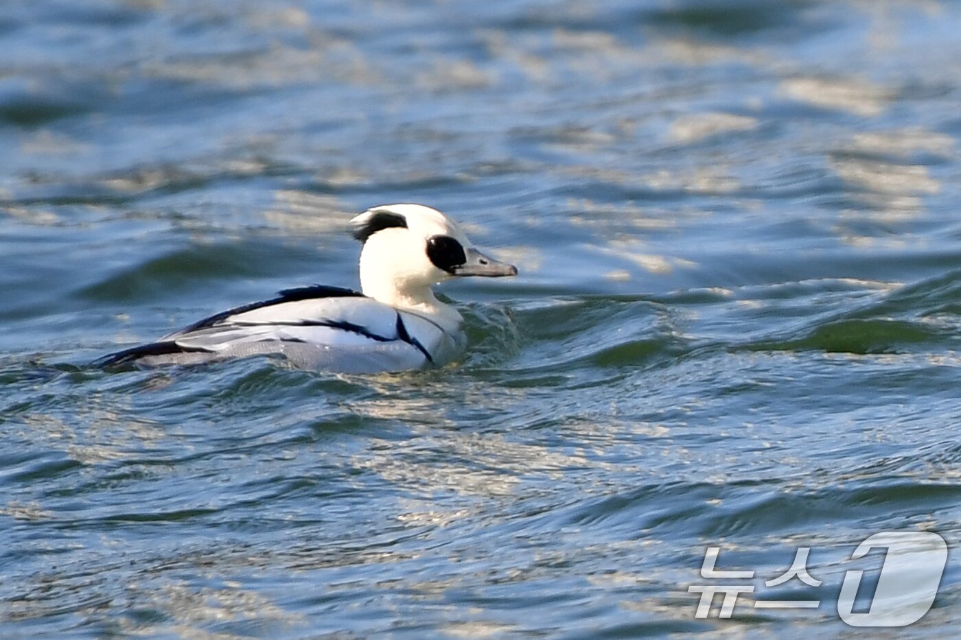 본문 이미지 - 27일 오후 경북 포항시 남구 연일읍 형산강에서 흰비오리 수컷 한마리가  날아와 쉬고 있다. 2026.1.27/뉴스1 ⓒ News1 최창호 기자