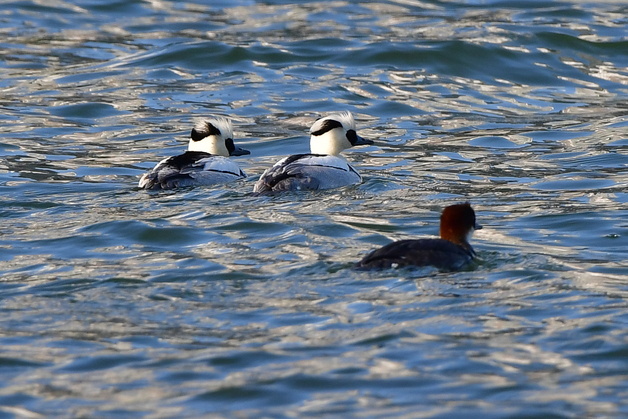 '판다' 닮은 흰비오리 포항 형산강서 목격