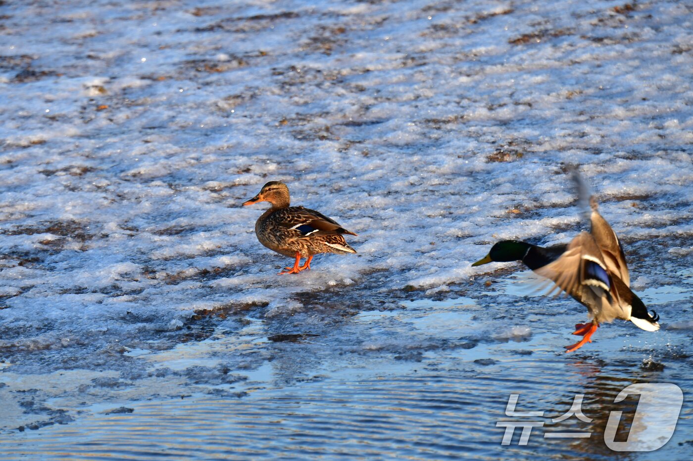 본문 이미지 - 연일 동장군이 기승을 부리고 있는 가운데 28일 경북 포항시 남구 연일읍 유강리 형산강에서 겨울 철새들이 얼음판 위에 앉아 있다. 2026.1.28/뉴스1 ⓒ News1 최창호 기자
