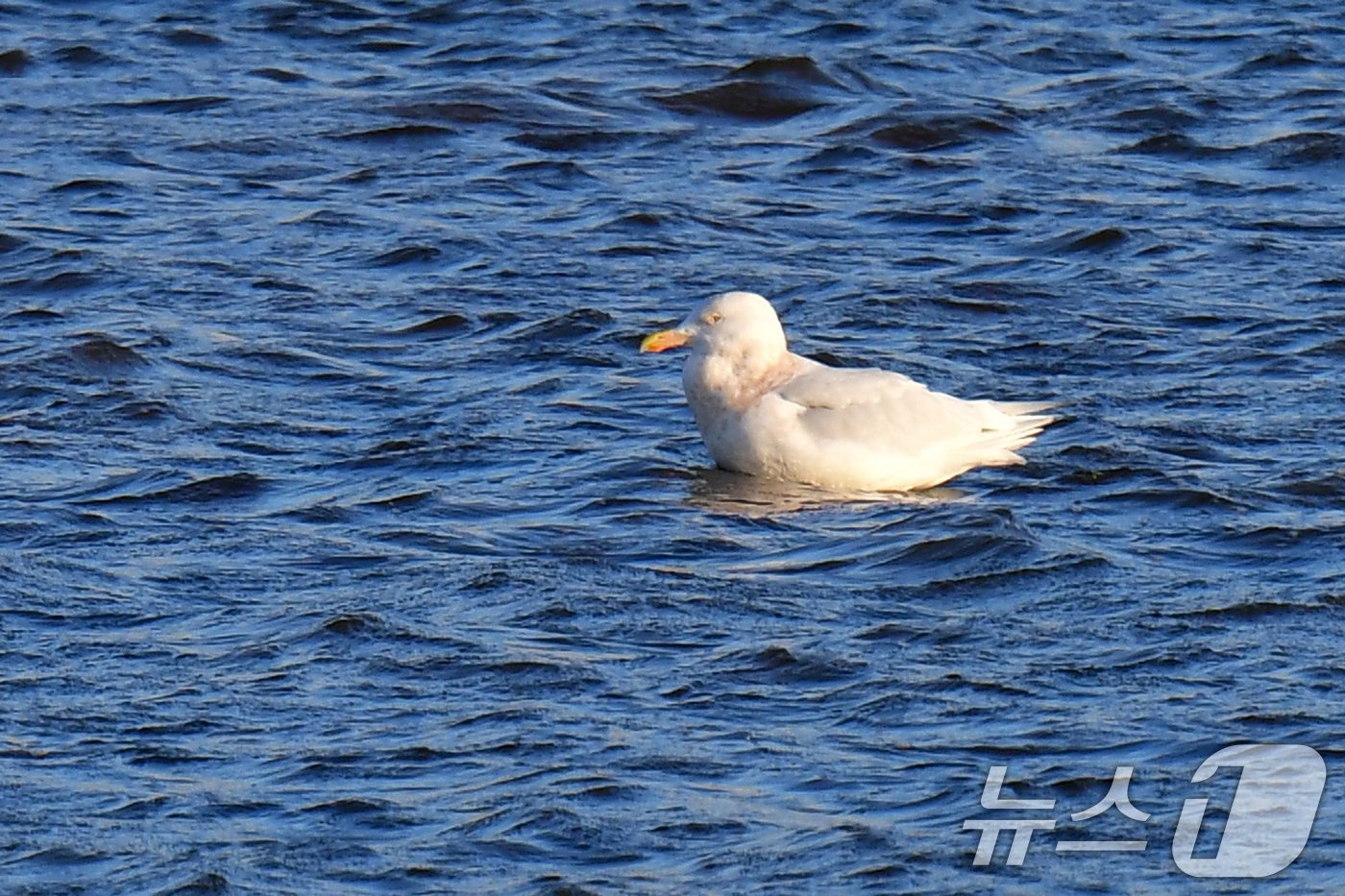 (포항=뉴스1) 최창호 기자 = 28일 경북 포항시 남구 연일읍 유강리 형산강에서 흰갈매기 한마리가 앉아 쉬고 있다.흰갈매기는 괭이갈매기, 재갈매기들과 달리 국내에서는 보기 드문 …