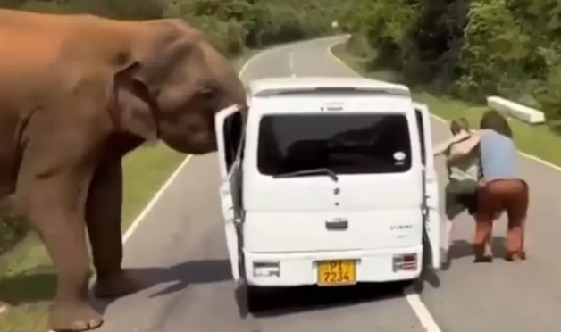 "과일 더 내놔"…관광객 사파리 차량 문짝 부순 스리랑카 코끼리