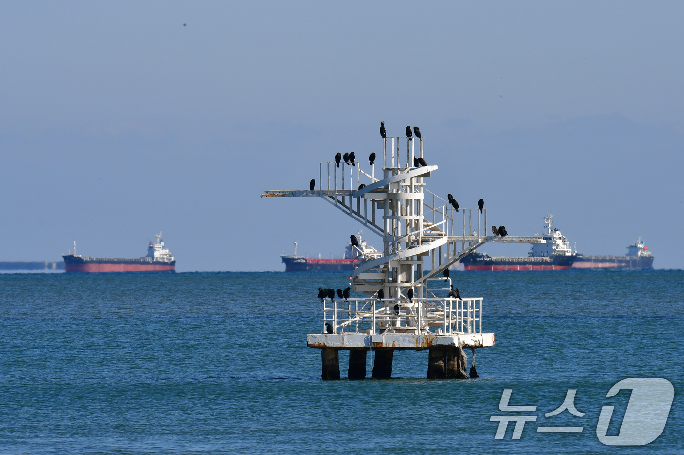 (포항=뉴스1) 최창호 기자 = 28일 경북 포항시 남구 송도해수욕장 다이빙대 위에 가마우지들이 앉아 쉬고 있다.  2026.1.28/뉴스1