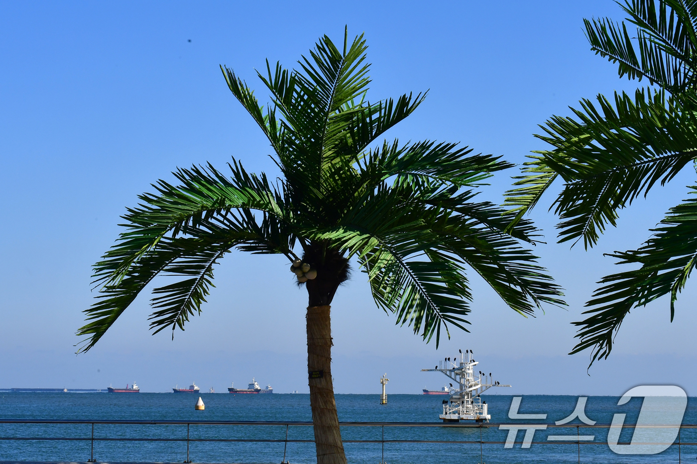 (포항=뉴스1) 최창호 기자 = 28일 경북 포항시 남구 송도해수욕장 평화의 여신상 광장에 조성된 인공 야자수들 뒷편으로 푸른 하늘이 펼쳐지고 있다.  2026.1.28/뉴스1