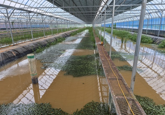 "무해 녹조류를 토하 사료로"…전북도, 친환경 양식 기술 특허 출원