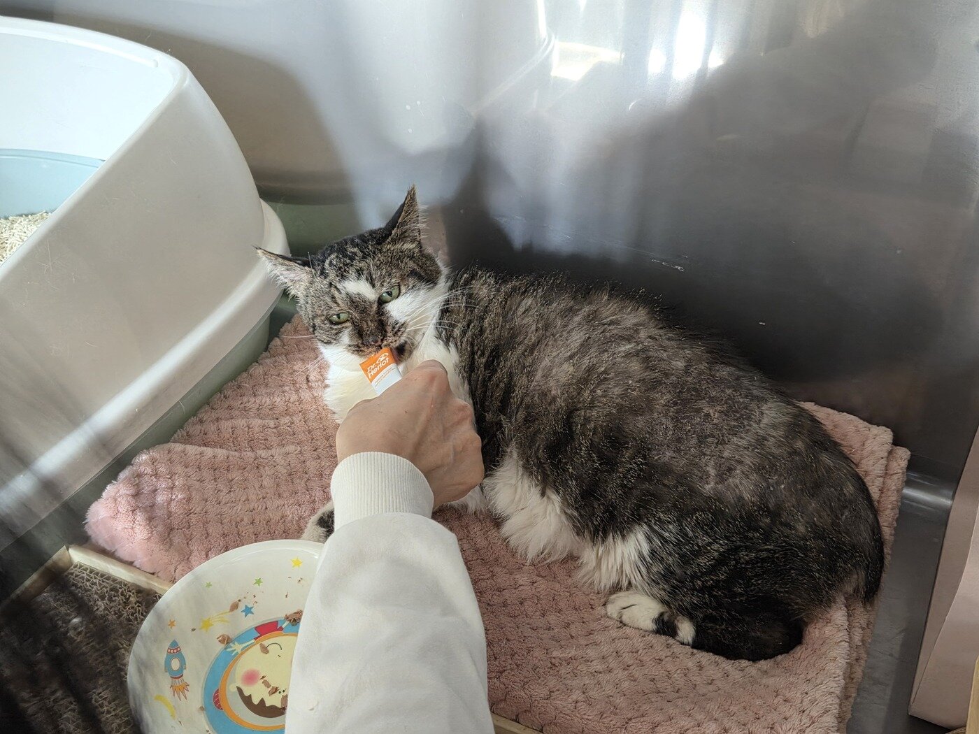 본문 이미지 - 나비야사랑해에서 보호 중인 고양이가 닥터헤리엇 츄르형 영양제를 받아먹고 있다. ⓒ 뉴스1 한송아 기자