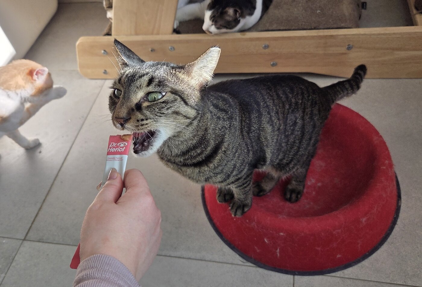 본문 이미지 - 츄르형 영양제(보조제)를 맛 보는 고양이 ⓒ 뉴스1 한송아 기자