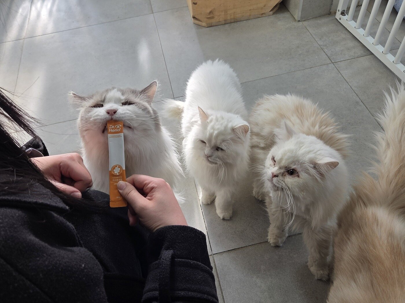 본문 이미지 - 츄르형 영양제를 먹기 위해 줄 선 고양이들 ⓒ 뉴스1 한송아 기자