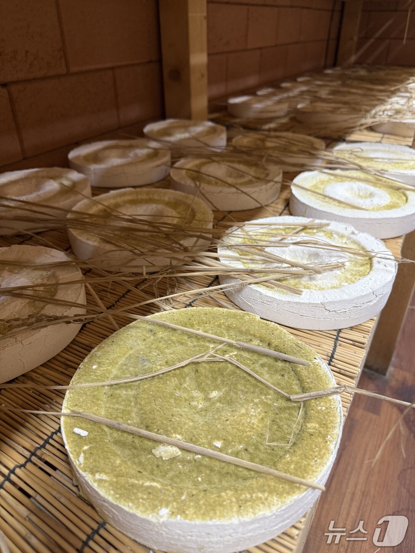 본문 이미지 - 충주 청명주 누룩.(김영섭 명인 제공. 재판매 및 DB금지)/뉴스1 