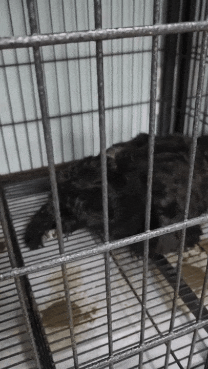 본문 이미지 - 구조 당일 오전 안락사 명단에 올랐던 슈가(인스타그램 white_world1117 제공) ⓒ 뉴스1