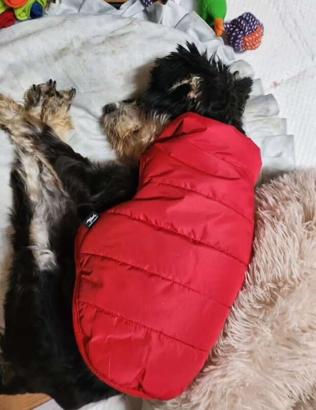 본문 이미지 - 슈가는 보호소에서 나온 후 며칠 동안 밥을 배불리 먹고 잠을 자기 바빴다(인스타그램 white_world1117 제공). ⓒ 뉴스1