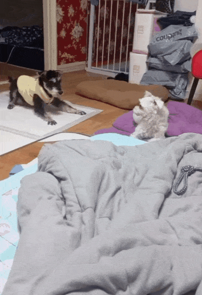 본문 이미지 - 기력 회복 후 친구에게 장난을 치는 슈가(인스타그램 white_world1117 제공) ⓒ 뉴스1