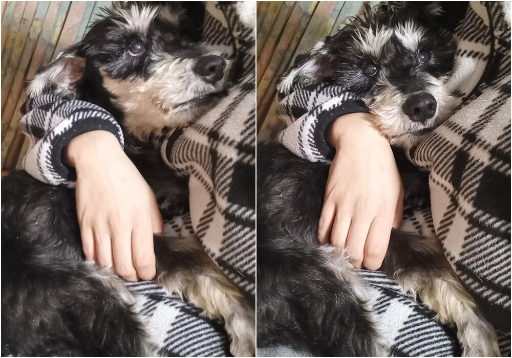 본문 이미지 - 사람 품에 안겨 눈 마주치길 좋아하는 슈가(인스타그램 white_world1117 제공) ⓒ 뉴스1