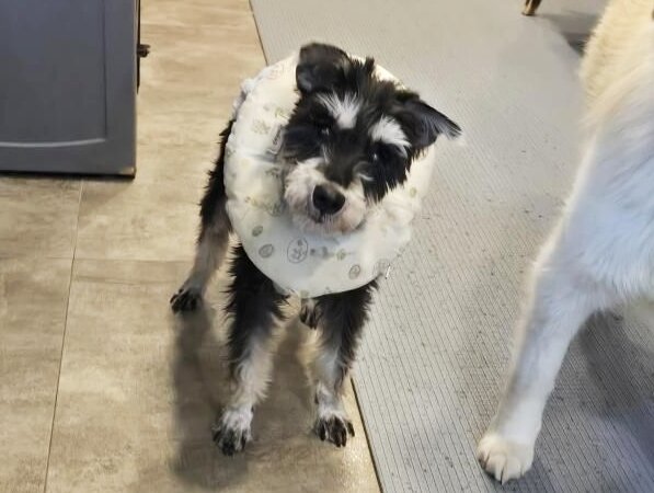 본문 이미지 - 사람 껌딱지 슈가(인스타그램 chainju62 제공) ⓒ 뉴스1