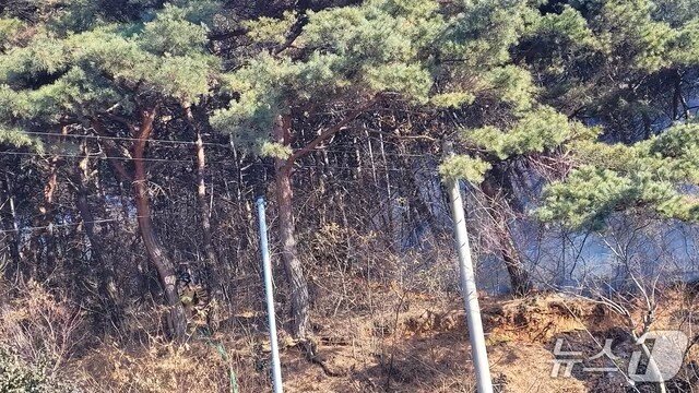 본문 이미지 - 홍성 서부면 이호리 산불 현장. (산림청 제공, 재판매 및 DB금지) / 뉴스1 