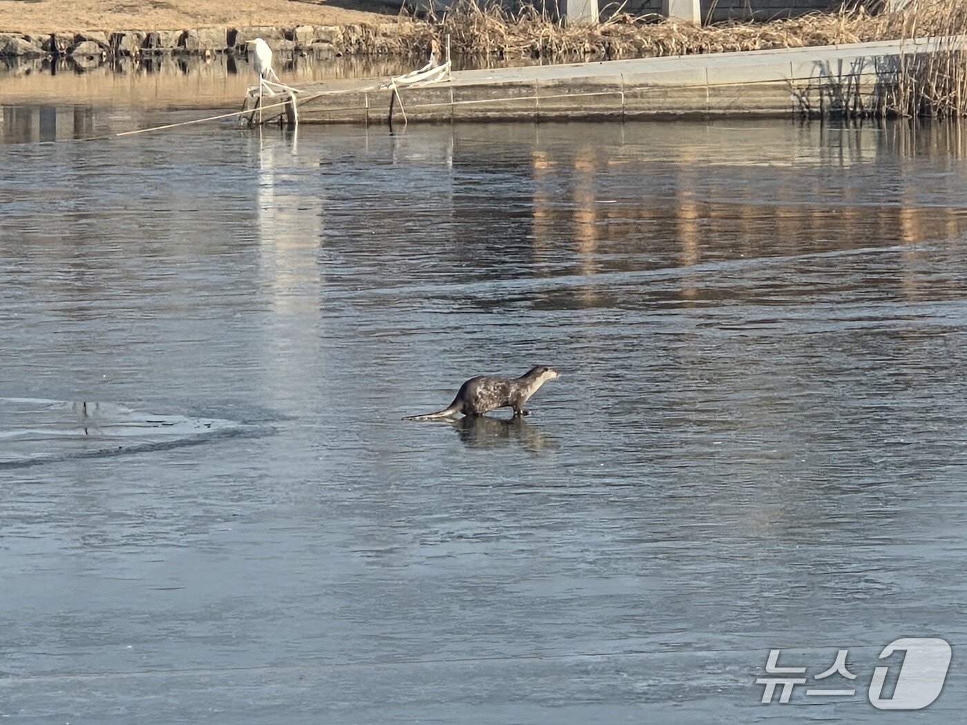 본문 이미지 - 3일 오전 9시께 전북 전주시 덕진공원에서 수달이 얼어붙은 덕진호수 위를 뛰어다니고 있다.2026.1.3. /뉴스1 ⓒNews1 문채연 기자
