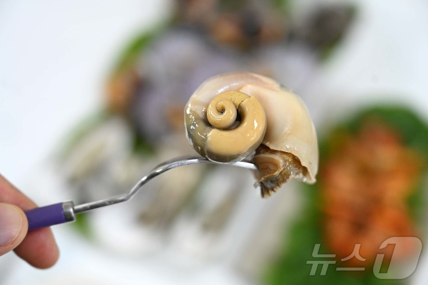 (홍성=뉴스1) 이동원 기자 = 지난 29일 충남 홍성군 남당항 앞바다에서 어부들이 하역한 수산물에서 참소라를 선별하고 있다.달콤하고 꼬들꼬들한 참소라는 매일 하루 1.5톤가량 수 …