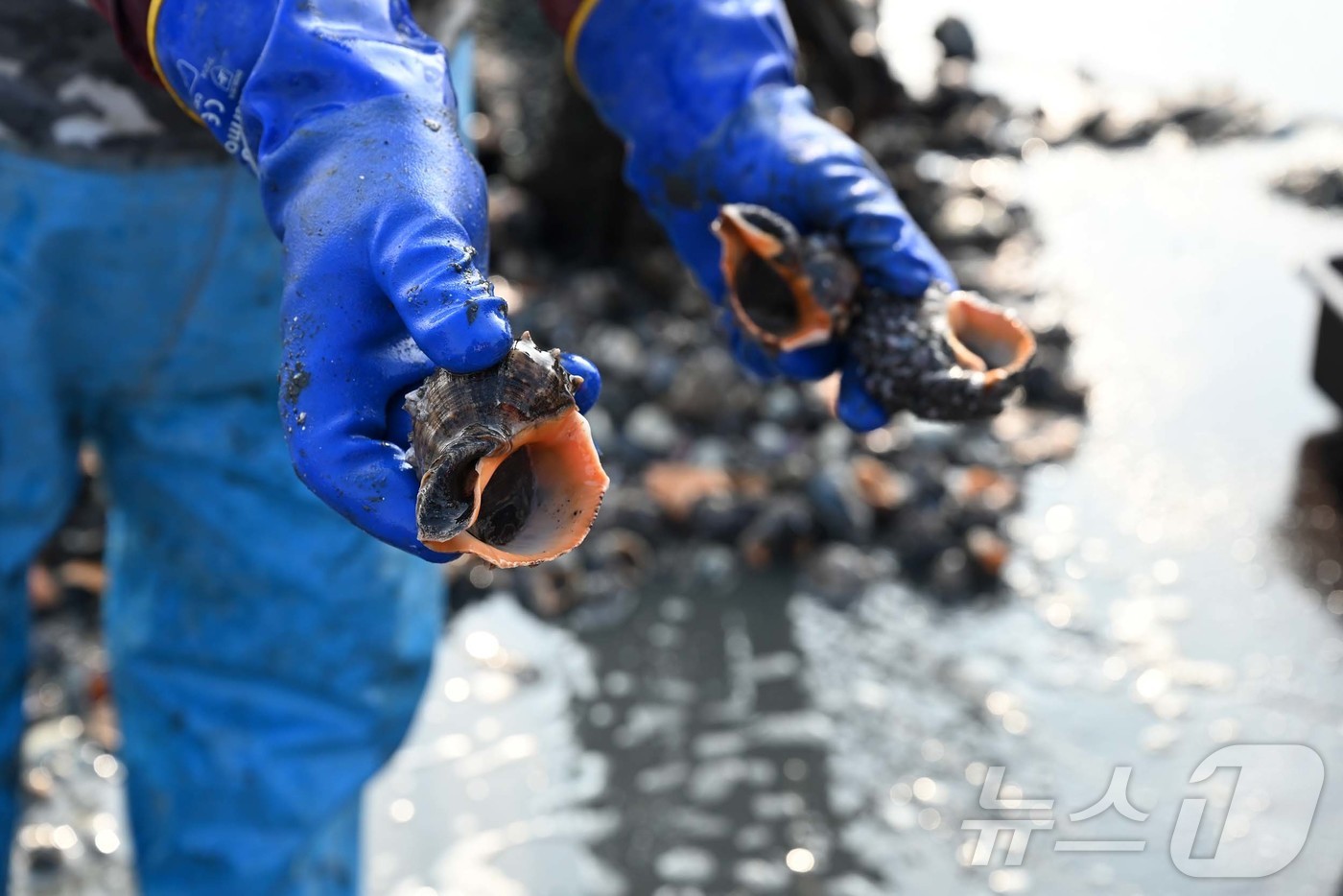 (홍성=뉴스1) 이동원 기자 = 지난 29일 충남 홍성군 남당항 앞바다에서 어부들이 하역한 수산물에서 참소라를 선별하고 있다.달콤하고 꼬들꼬들한 참소라는 매일 하루 1.5톤가량 수 …
