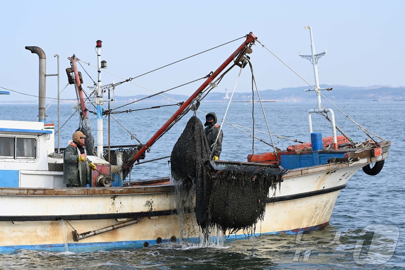 (홍성=뉴스1) 이동원 기자 = 지난 29일 충남 홍성군 남당항 앞바다에서 어부들이 하역한 수산물에서 참소라를 선별하고 있다.달콤하고 꼬들꼬들한 참소라는 매일 하루 1.5톤가량 수 …
