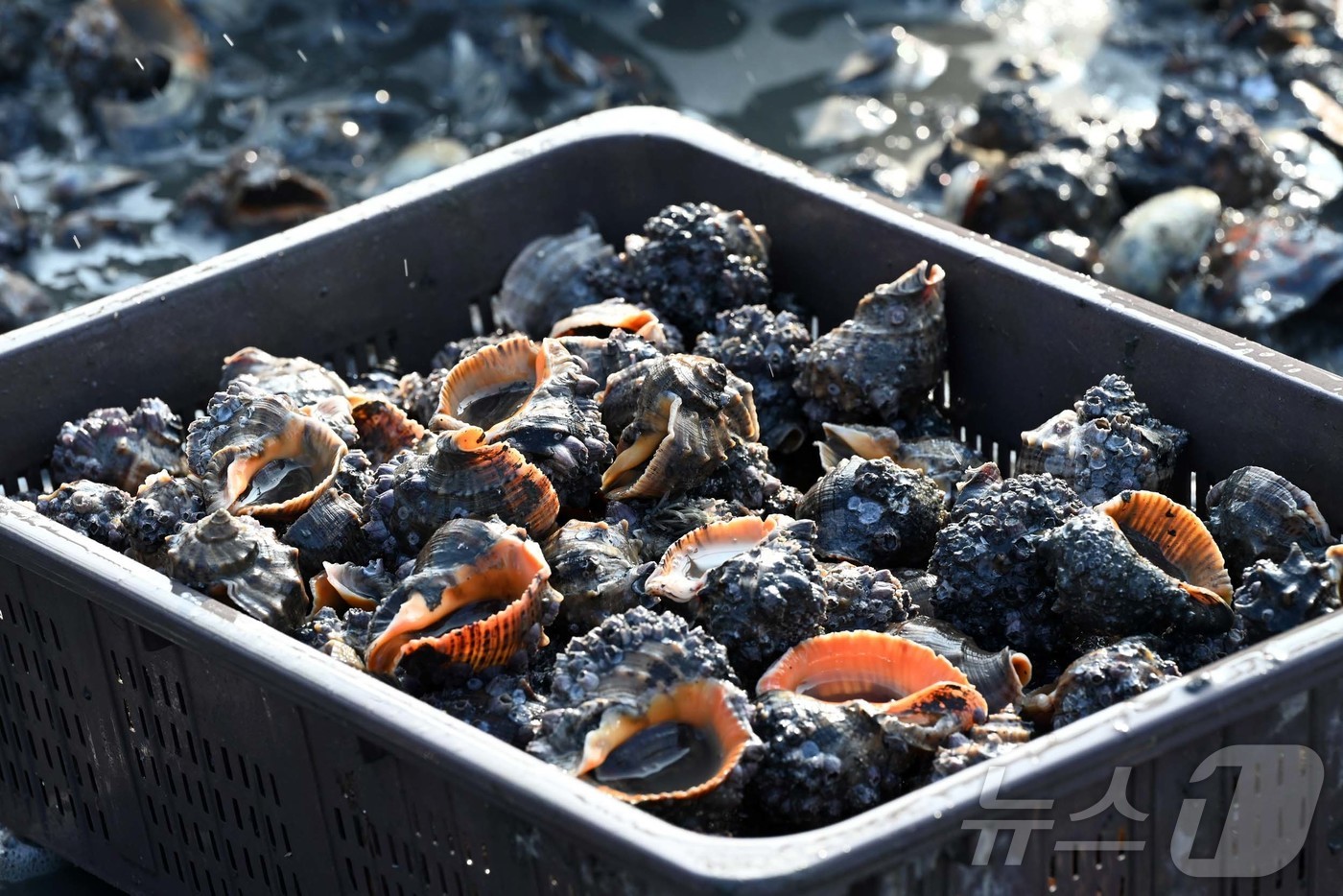 (홍성=뉴스1) 이동원 기자 = 지난 29일 충남 홍성군 남당항 앞바다에서 어부들이 하역한 수산물에서 참소라를 선별하고 있다.달콤하고 꼬들꼬들한 참소라는 매일 하루 1.5톤가량 수 …