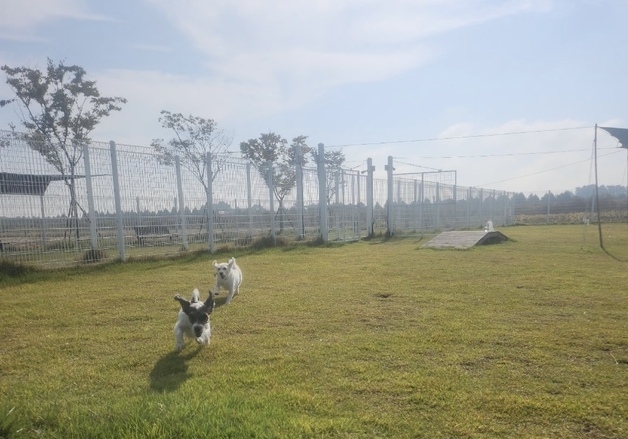 부안군, 반려동물 놀이터 개장…1월·8월 제외 연중 운영