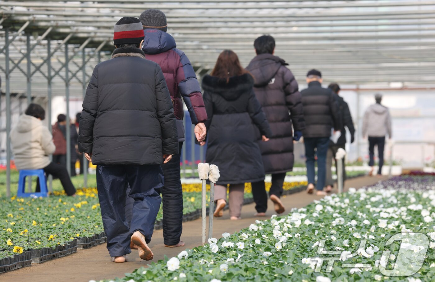 본문 이미지 - 절기상 입춘(立春)을 닷새 앞둔 30일 경기 안양시 동안구 비산3동 꽃양묘장 비닐하우스 안에서 시민들이 신발을 벗고 맨발로 흙길을 걷고 있다. 2026.1.30/뉴스1 ⓒ News1 김영운 기자