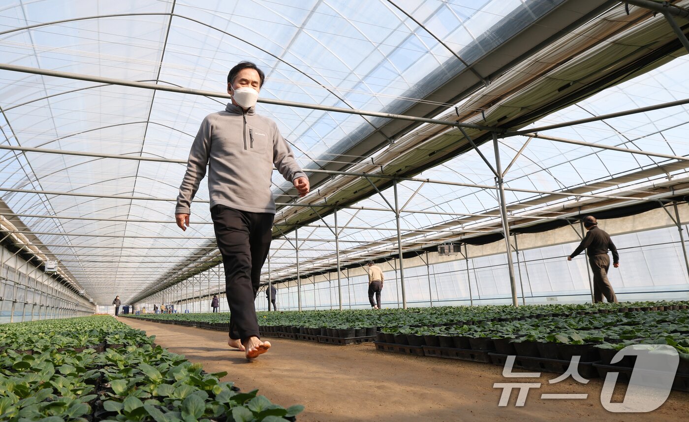 본문 이미지 - 절기상 입춘(立春)을 닷새 앞둔 30일 경기 안양시 동안구 비산3동 꽃양묘장 비닐하우스 안에서 시민들이 신발을 벗고 맨발로 흙길을 걷고 있다. 2026.1.30/뉴스1 ⓒ News1 김영운 기자