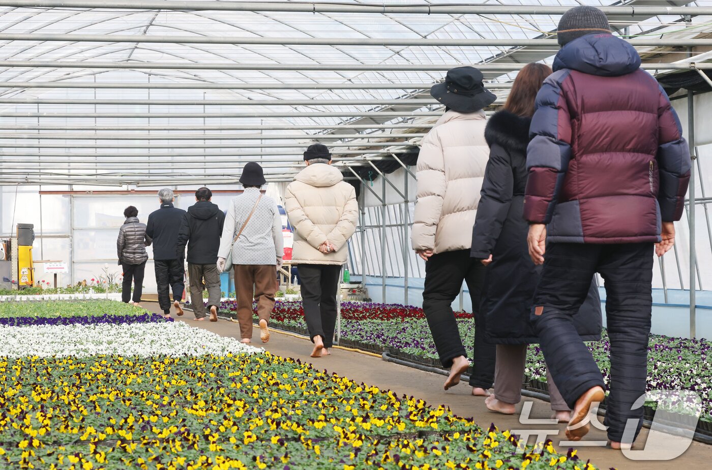 본문 이미지 - 절기상 입춘(立春)을 닷새 앞둔 30일 경기 안양시 동안구 비산3동 꽃양묘장 비닐하우스 안에서 시민들이 신발을 벗고 맨발로 흙길을 걷고 있다. 2026.1.30/뉴스1 ⓒ News1 김영운 기자