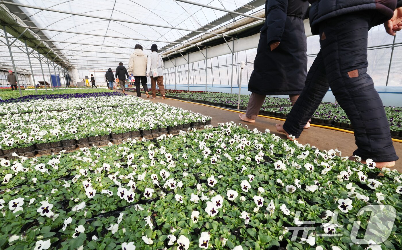 본문 이미지 - 절기상 입춘(立春)을 닷새 앞둔 30일 경기 안양시 동안구 비산3동 꽃양묘장 비닐하우스 안에서 시민들이 신발을 벗고 맨발로 흙길을 걷고 있다. 2026.1.30/뉴스1 ⓒ News1 김영운 기자