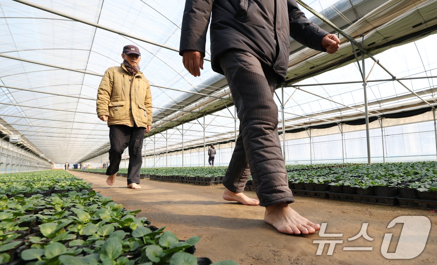 본문 이미지 - 절기상 입춘(立春)을 닷새 앞둔 30일 경기 안양시 동안구 비산3동 꽃양묘장 비닐하우스 안에서 시민들이 신발을 벗고 맨발로 흙길을 걷고 있다. 2026.1.30/뉴스1 ⓒ News1 김영운 기자
