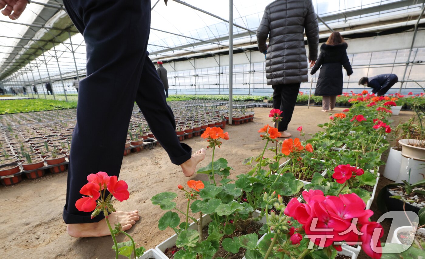 본문 이미지 - 절기상 입춘(立春)을 닷새 앞둔 30일 경기 안양시 동안구 비산3동 꽃양묘장 비닐하우스 안에서 시민들이 신발을 벗고 맨발로 흙길을 걷고 있다. 2026.1.30/뉴스1 ⓒ News1 김영운 기자