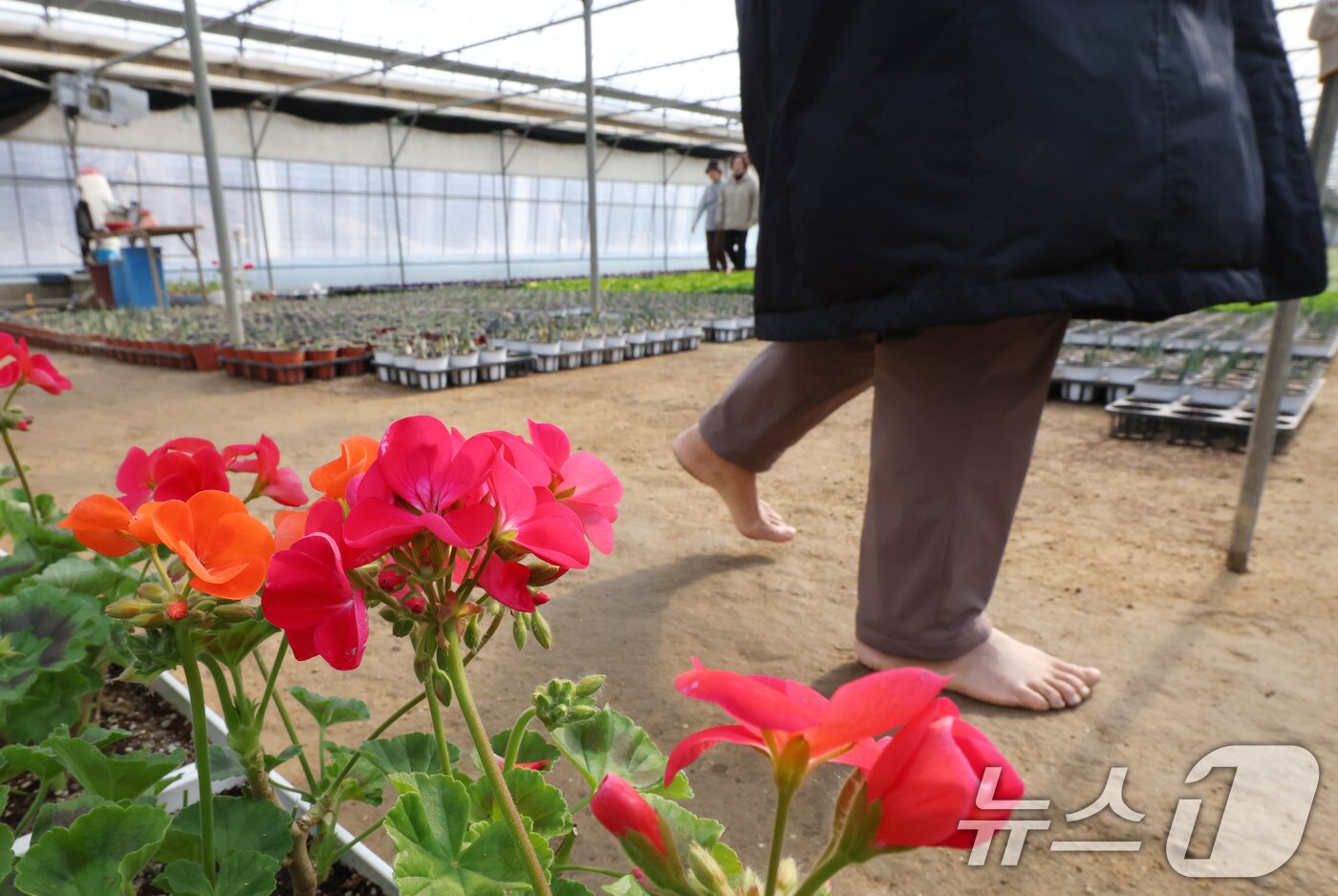 본문 이미지 - 절기상 입춘(立春)을 닷새 앞둔 30일 경기 안양시 동안구 비산3동 꽃양묘장 비닐하우스 안에서 시민들이 신발을 벗고 맨발로 흙길을 걷고 있다. 2026.1.30/뉴스1 ⓒ News1 김영운 기자