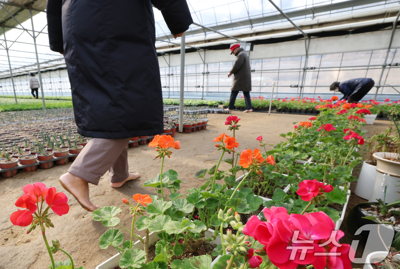 (안양=뉴스1) 김영운 기자 = 절기상 입춘(立春)을 닷새 앞둔 30일 경기 안양시 동안구 비산3동 꽃양묘장 비닐하우스 안에서 시민들이 신발을 벗고 맨발로 흙길을 걷고 있다. 20 …