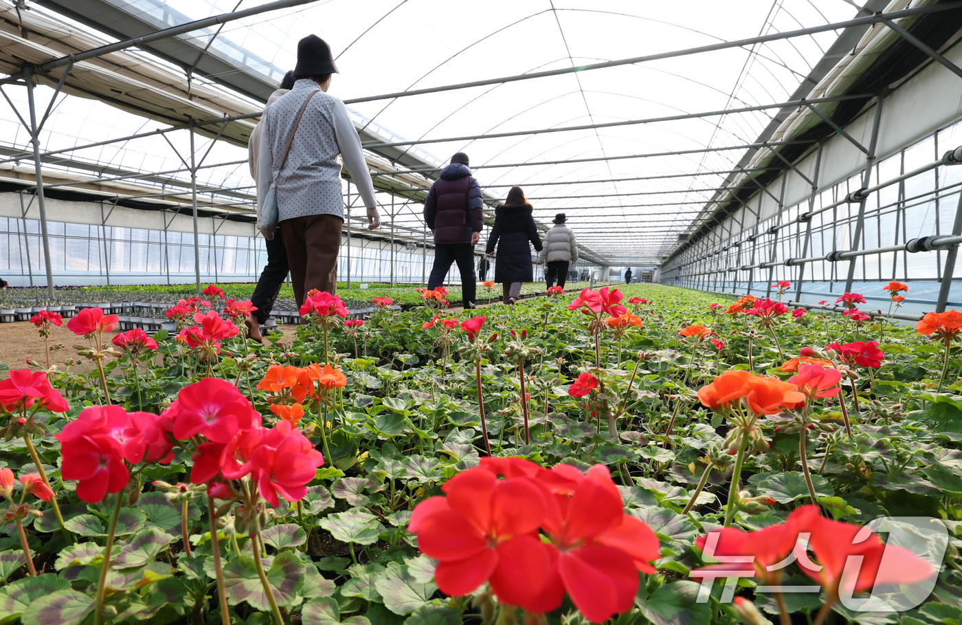 (안양=뉴스1) 김영운 기자 = 절기상 입춘(立春)을 닷새 앞둔 30일 경기 안양시 동안구 비산3동 꽃양묘장 비닐하우스 안에서 시민들이 신발을 벗고 맨발로 흙길을 걷고 있다. 20 …