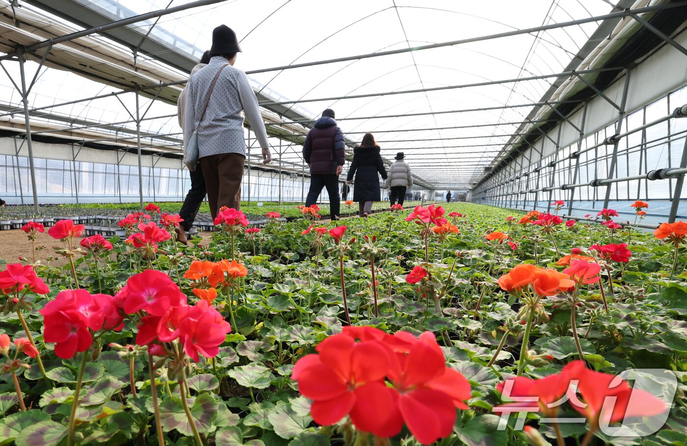 본문 이미지 - 절기상 입춘(立春)을 닷새 앞둔 30일 경기 안양시 동안구 비산3동 꽃양묘장 비닐하우스 안에서 시민들이 신발을 벗고 맨발로 흙길을 걷고 있다. 2026.1.30/뉴스1 ⓒ News1 김영운 기자