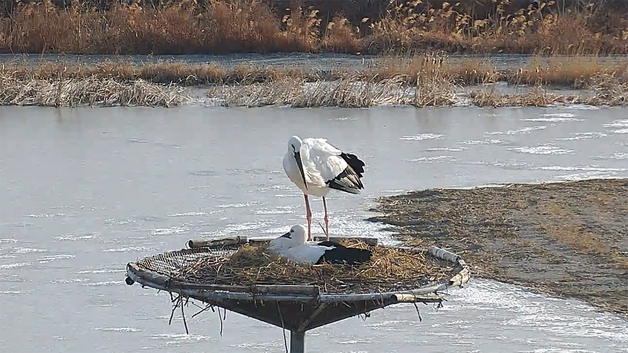 서산버드랜드 황새 부부 4년 연속 번식 성공