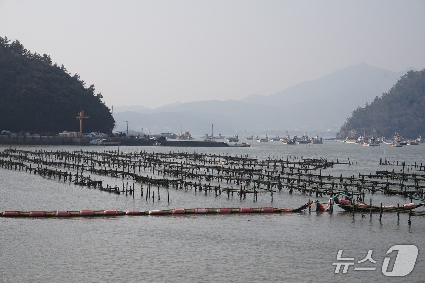 본문 이미지 - 원다마을 앞바다를 가득 채운 굴채묘장과 김조업 어선.  2026.1.30. 뉴스1 ⓒ News1 조영석 기자 