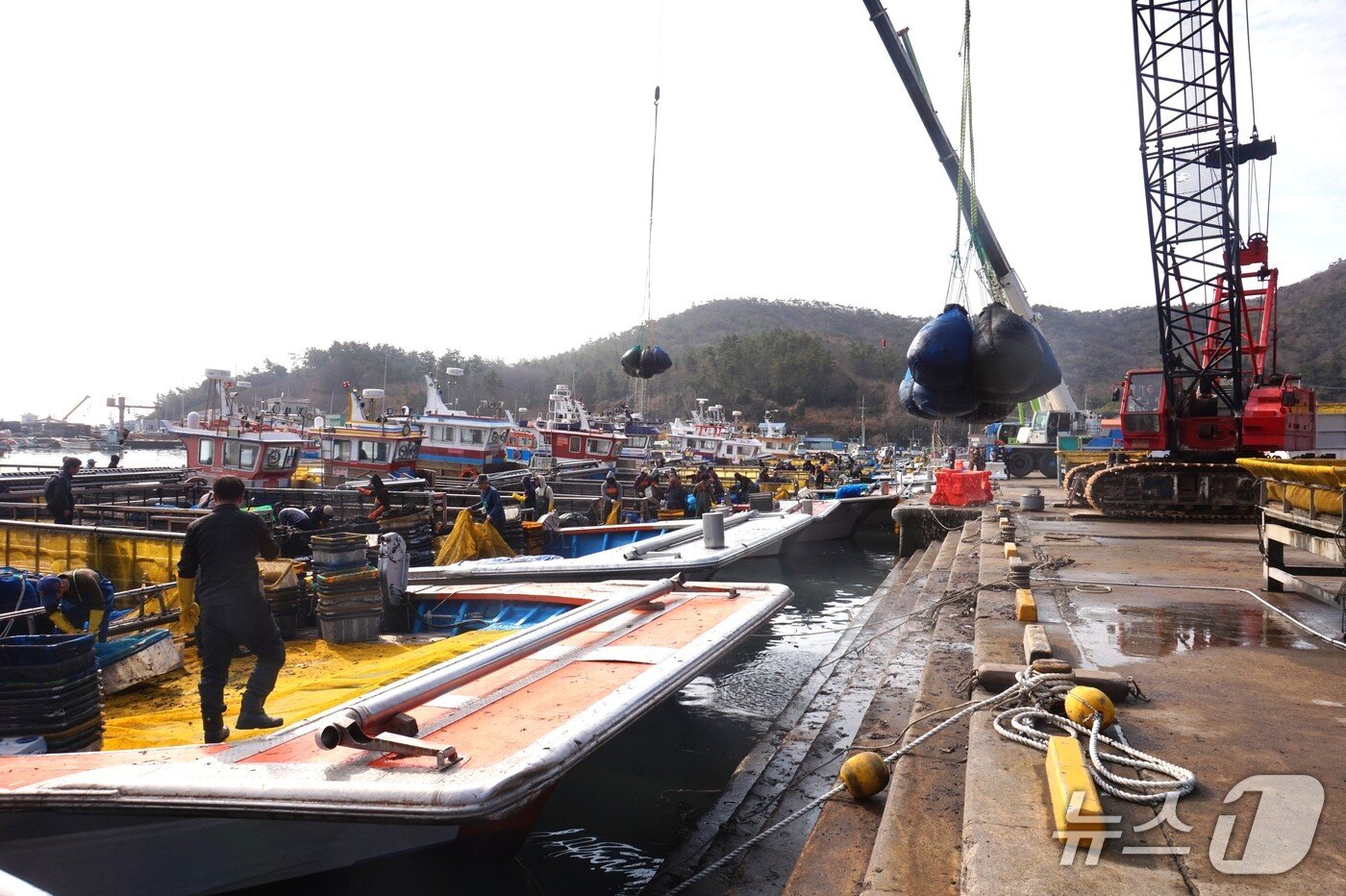 본문 이미지 - 수품항의 물김 위판 장면. 2026.1.30. 뉴스1 ⓒ News1 조영석 기자 
